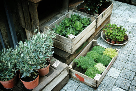 Beginner’s Guide to Growing from Seed (With Minimal Supplies!)