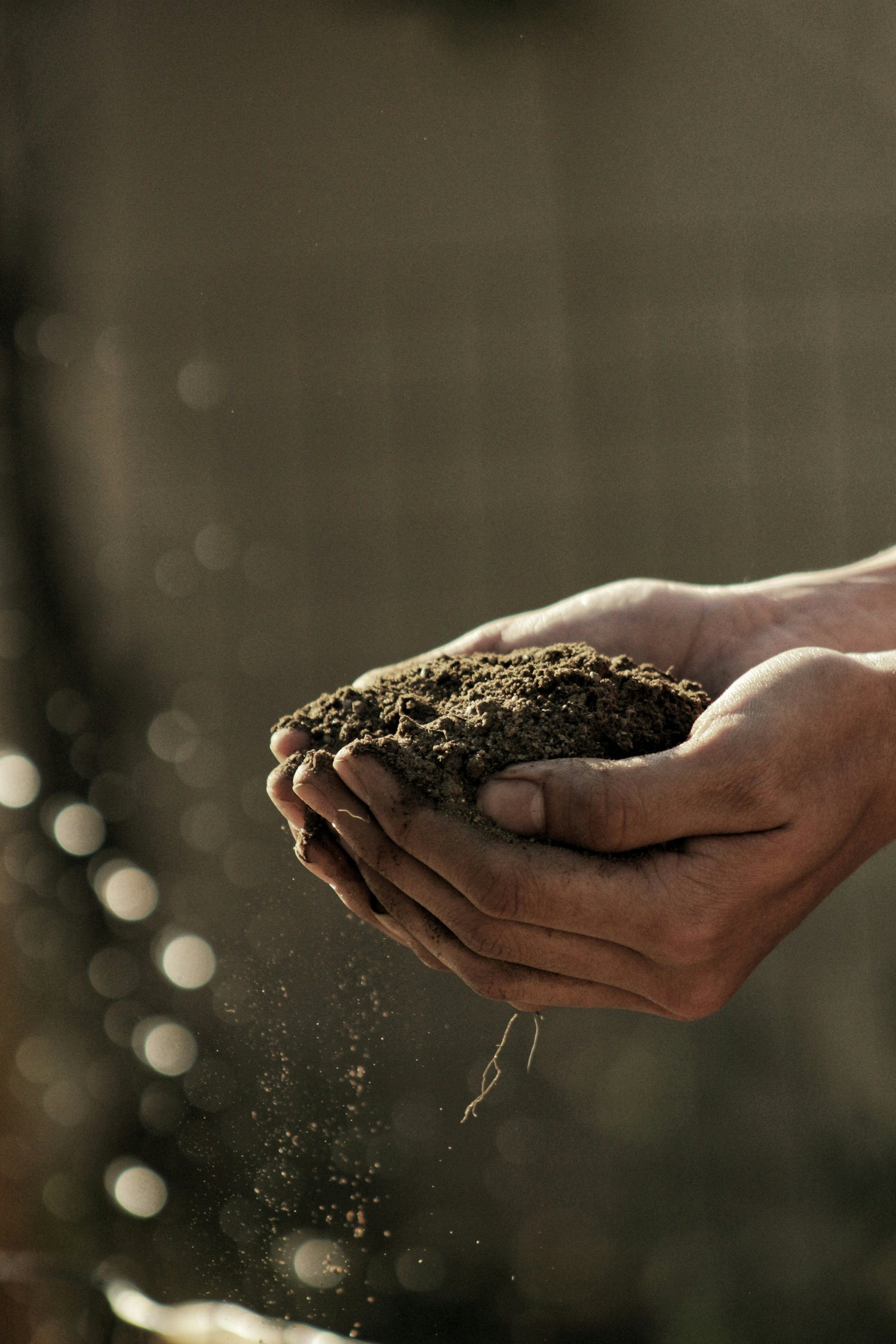 Soils