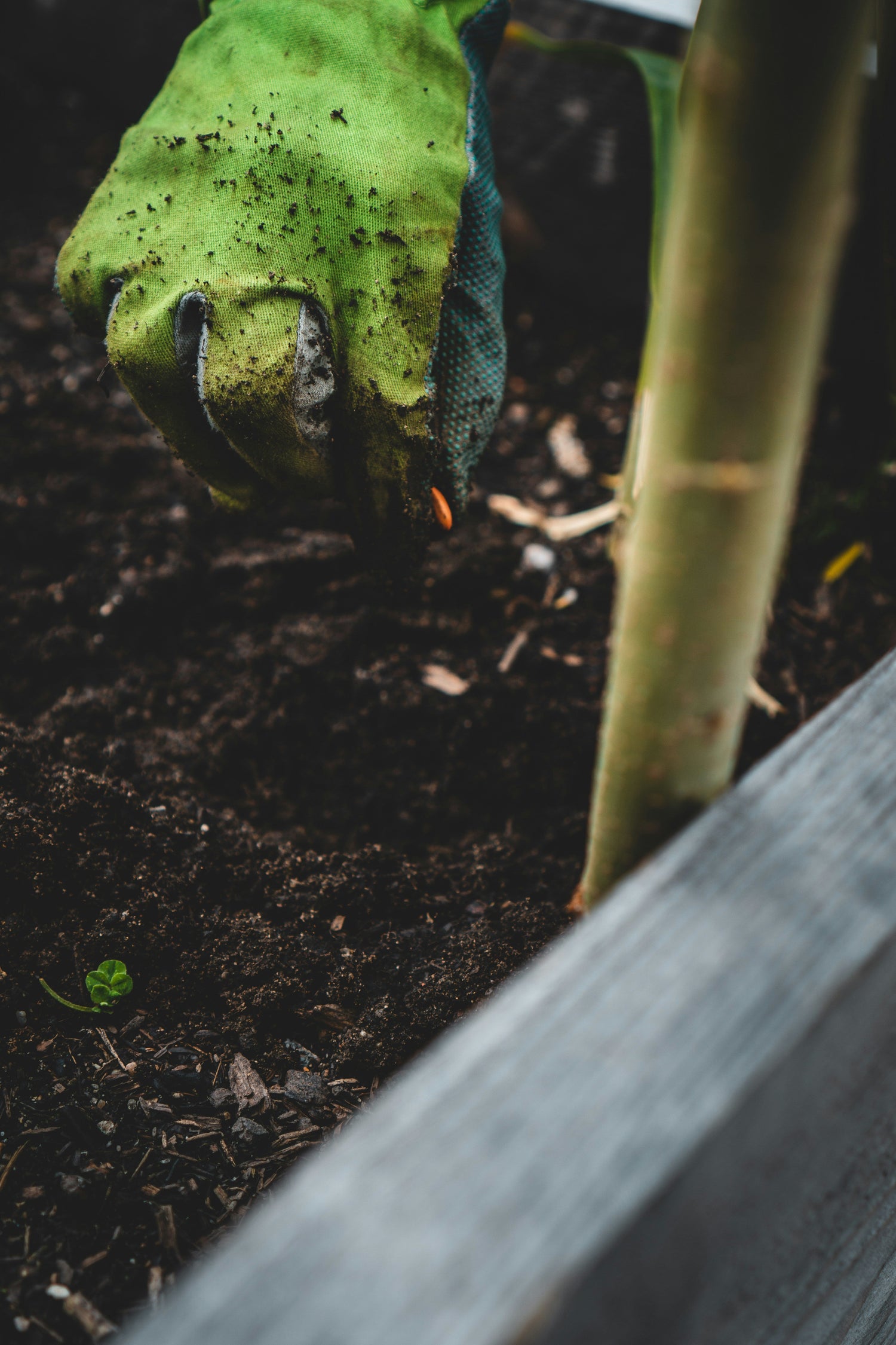 Seeds & Growing Media