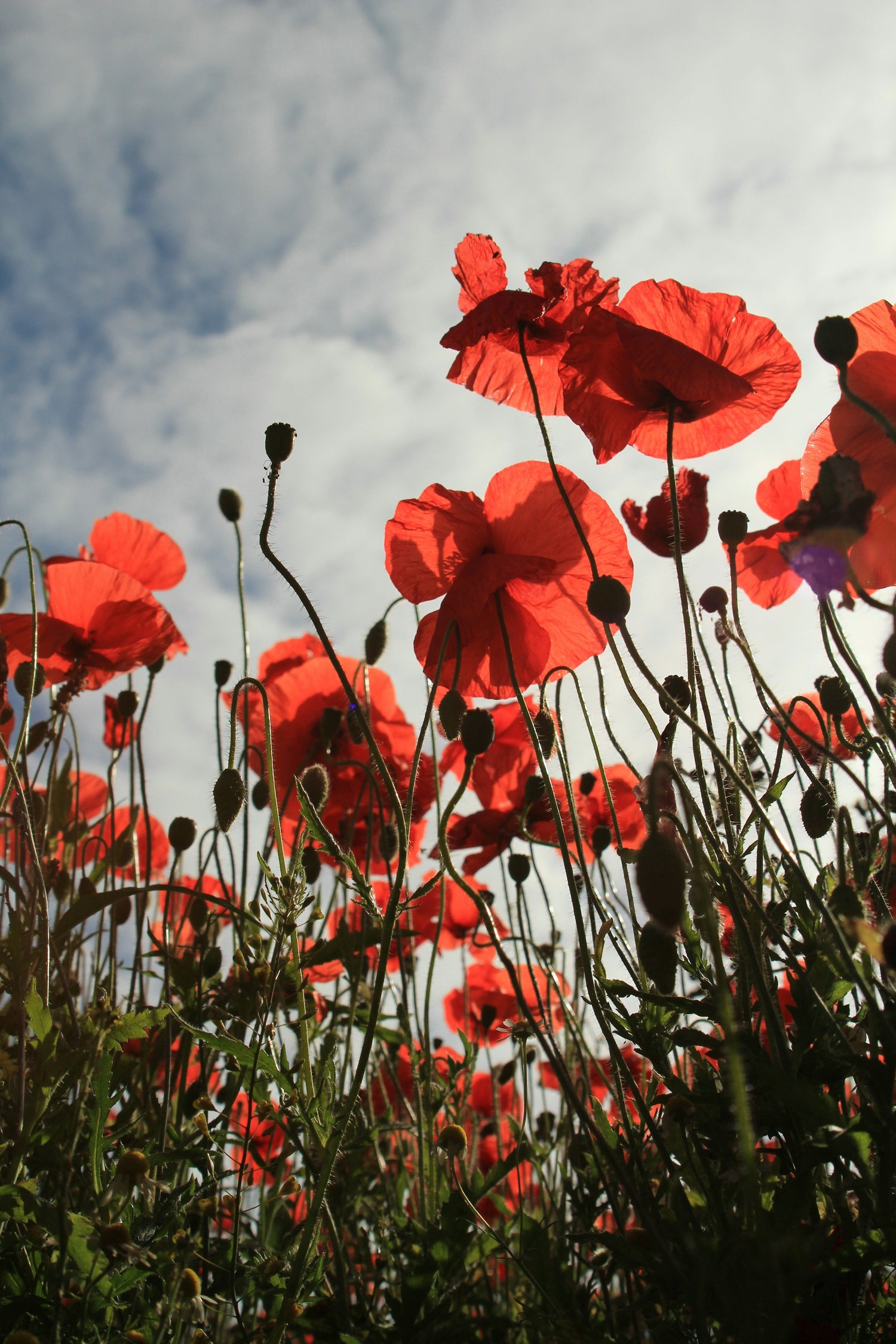 Poppy Seeds