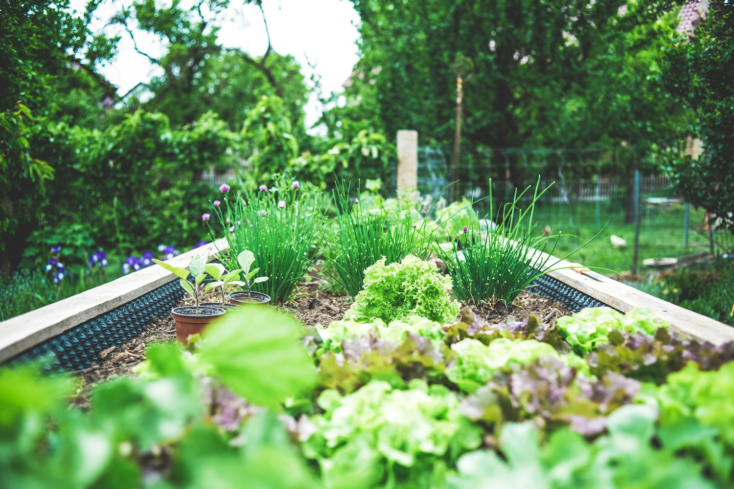 Raised Beds