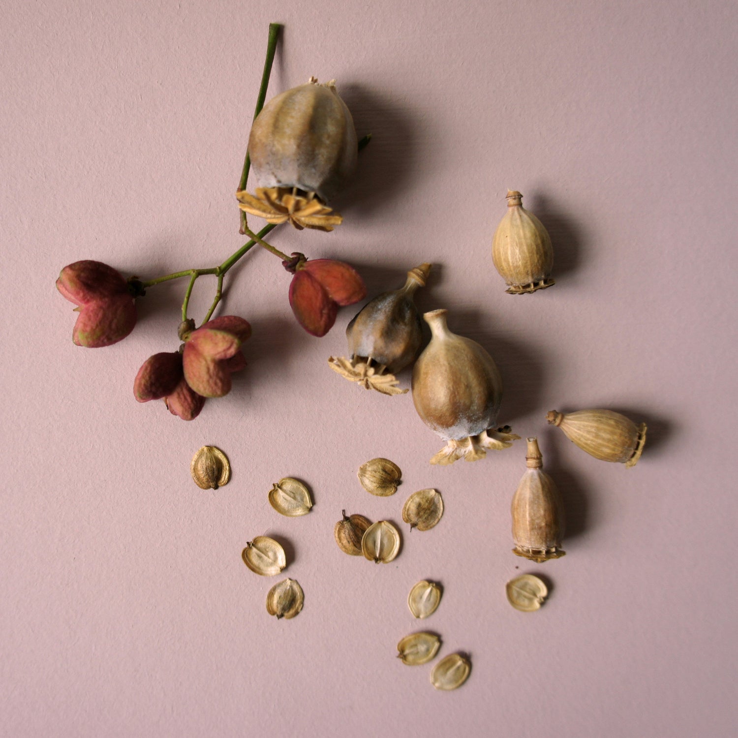 Seeds & Bulbs