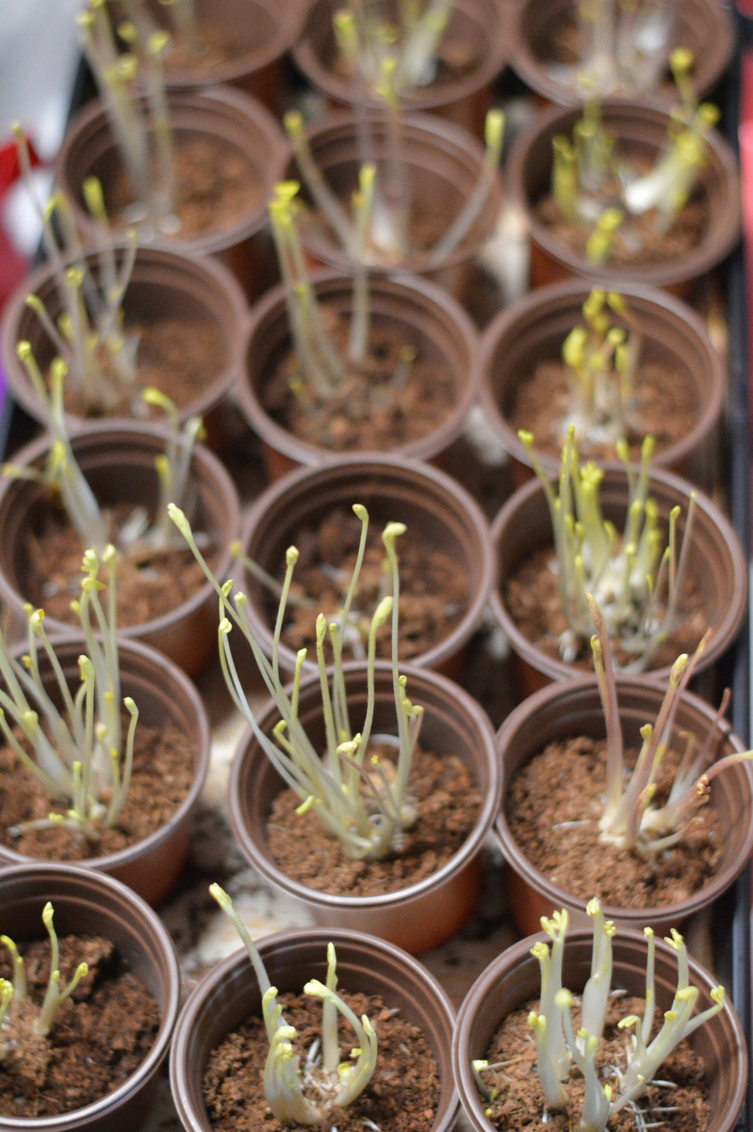 Nursery Pots