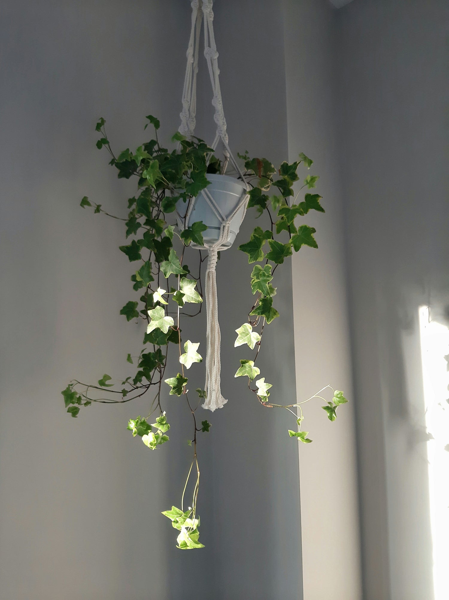 Hanging Planters