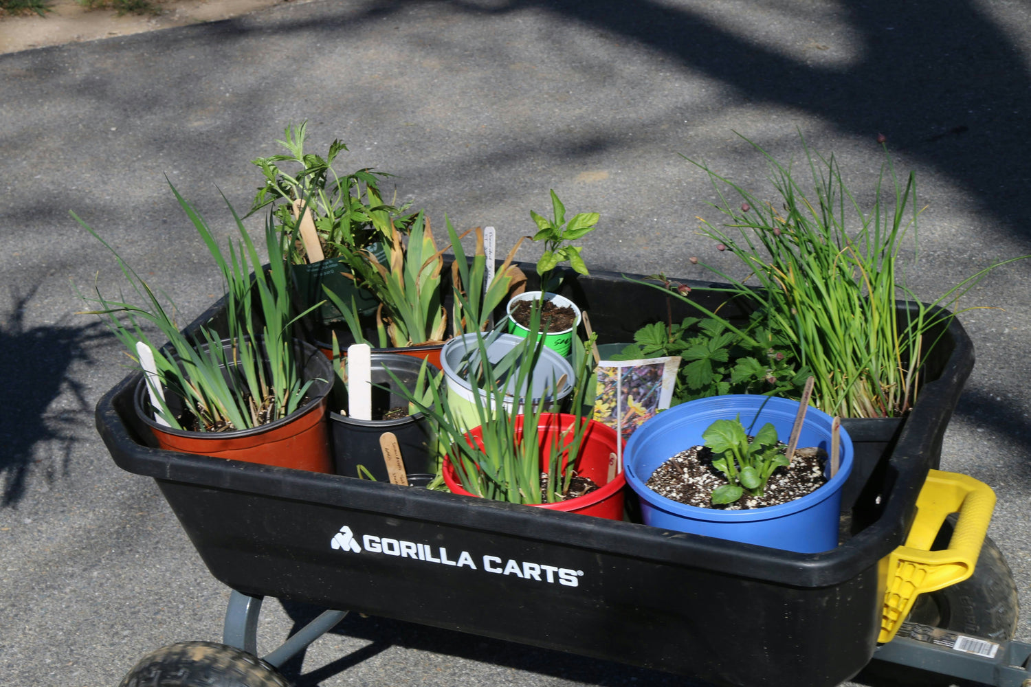 Raised Garden Kits